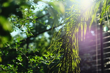 Naklejka premium Sunlit Palm Fronds Beside a Wire Fence