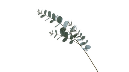 Isolated eucalyptus branch with delicate green leaves, elegant natural botanical element for design © Aoife