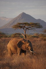 Elephant at sunset, Samburu National Reserve, Kenya © Valentin