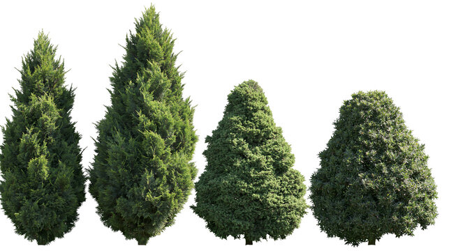 Isolated varied collection of four green evergreen trees and shrubs with diverse shapes