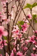 Sakura cherry blossoms with a bee pollinating pink flowers © renadg2