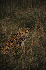 Leopard sitting in the tall grass, Masai Mara National Reserve, Kenya © Valentin