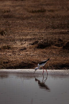 Black-winged stilt in shallow water
