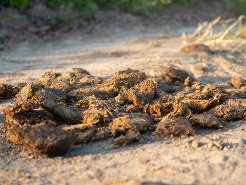 Waste from livestock is scattered on a dirt path in a rural farm setting. The light of the day highlights the organic material on the ground