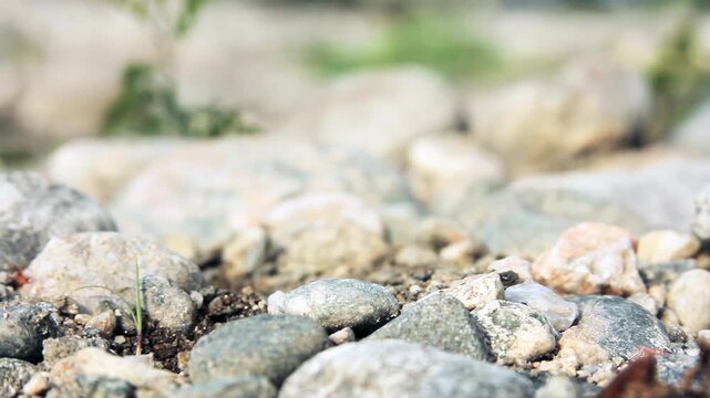 Hand Choosing Pebble from Ground Near River for Skipping Stones - 4K