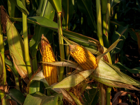 Tall green plants with ripe corn near the end of the growing season. The corn is ready to be picked. The sunlight shines on the field, showing the colors