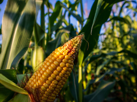 Corn is seen in a field with tall plants surrounding it. The sun shines down brightly on the yellow corn cob. This scene shows the growth of crops in a farm setting