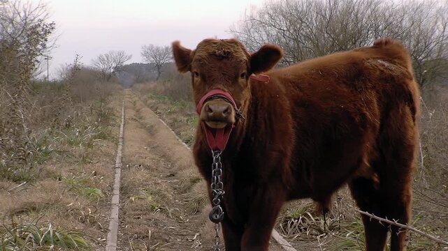 Young Calf with Red Halter and Chain by Old Train Tracks - 4K