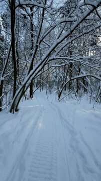 Personal perspective walking on a snowy trail through a beautiful winter forest. Bright sun shining through the snow covered trees