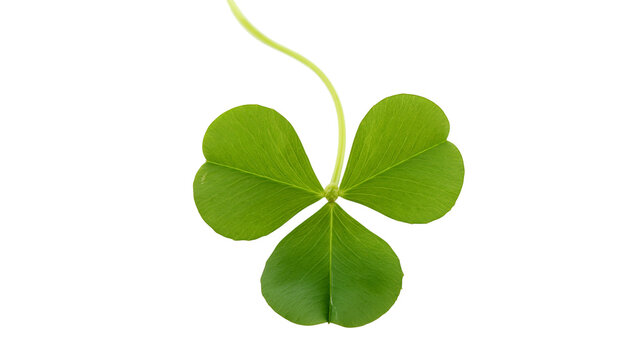 Isolated fresh vibrant green three-leaf clover, a beautiful symbol of luck and nature.