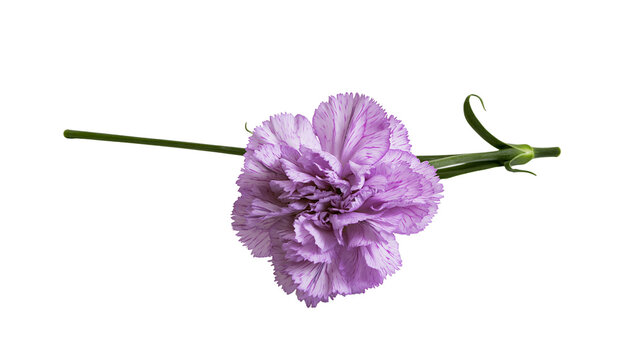 Isolated vibrant purple carnation flower with a delicate green stem, fresh elegant bloom