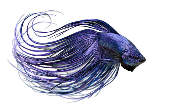 Isolated vibrant blue and purple Betta fish with elegant flowing fins, stunning aquatic pet.