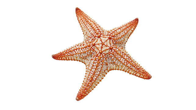 Isolated starfish, a beautiful marine sea star with textured orange and white skin, fascinating aquatic animal details