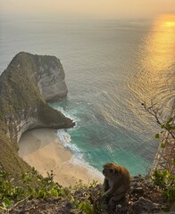 Famous Kelingking Beach cliff in Nusa Penida with a wild monkey in the foreground © Lara
