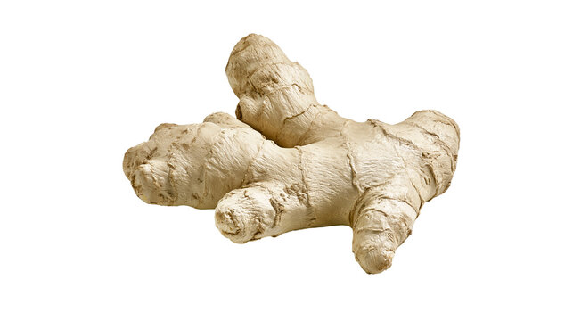 Isolated fresh raw ginger root, healthy food ingredient and aromatic cooking spice