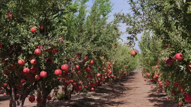 Rows of pomegranate trees laden with ripe red fruit form a leafy corridor along a dry dirt path, with dense green branches, sunlit soil and a clear blue sky in the background