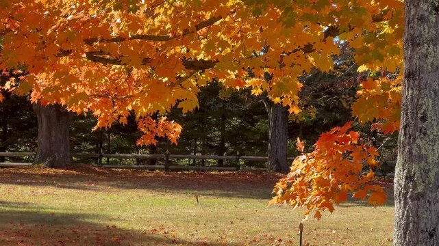 Autumn Orange Tinge