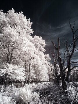 Infrared photography dying forest living trees white dead trees black, surreal biodiversity loss fine art, 720nm Wood Effect forest, infrared landscape concept vertical