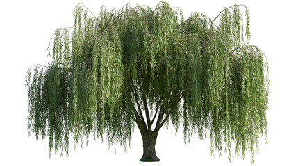 Isolated weeping willow tree with lush green foliage, elegant drooping branches, and strong trunk © Saoirse