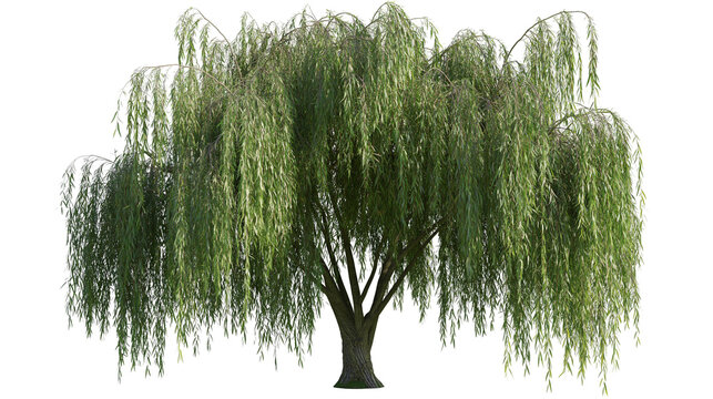 Isolated weeping willow tree with lush green foliage, elegant drooping branches, and strong trunk