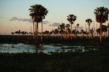 Naklejka premium Palm Trees in a Flooded Field at Dusk