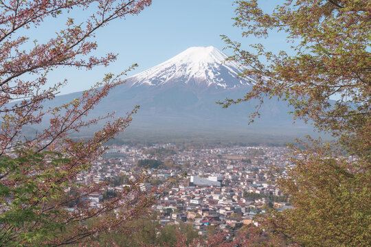 Famous Mt. Fuji with cherry blossoms in the spring, Japan