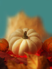 Fototapeta na wymiar White pumpkin surrounded by autumn leaves