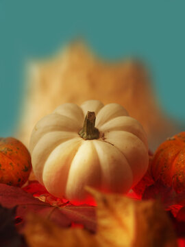 White pumpkin surrounded by autumn leaves