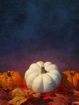 White pumpkin flanked by orange pumpkins on autumn leaves. Deep blue background enhances seasonal mood. Still life composition for holidays or fall themes. Perfect for Thanksgiving, Halloween