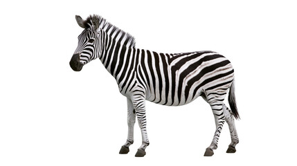 Isolated zebra, an exotic wild mammal, with distinctive black and white stripes and numeric label. © Oisin