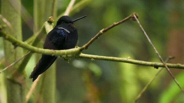 Black Inca Coeligena prunellei, vulnerable hummingbird endemic to Colombian Eastern Andes, black plumage with blue shoulder and white collar perched on thin branch, green background