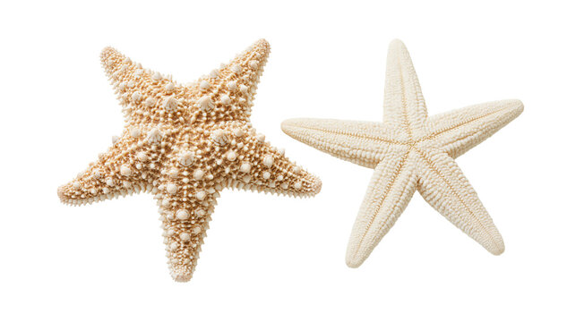 Isolated natural textured and smooth dried starfish specimens from tropical beach