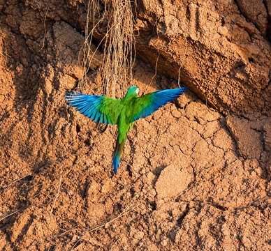 Chestnut-fronted macaw in the jungle