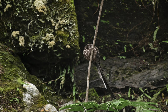 Lyre-tailed Nightjar in the jungle - Peru