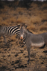 Grevy's zebra, Samburu National Reserve, Kenya © Valentin