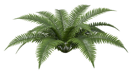 Isolated vibrant green fern plant with multiple detailed fronds, perfect for botanical design © Oisin