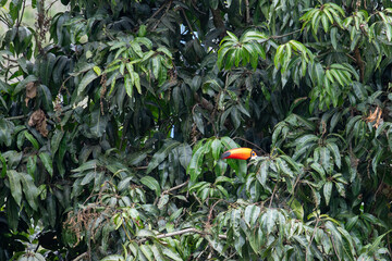 Toco toucan (Ramphastos toco) camouflaged in mango tree foliage. Focus on birdwatching, Brazilian fauna, wildlife, and biodiversity. © niltonemaia