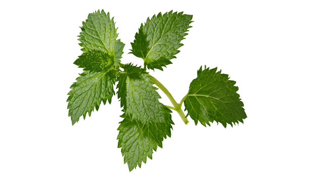 Isolated fresh green mint leaves sprig, aromatic cooking herb for food and drink ingredients.