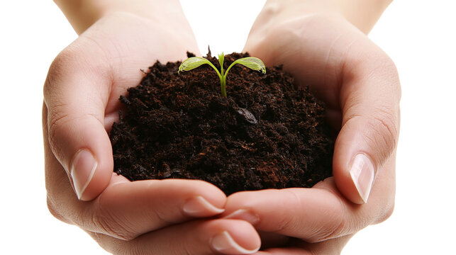 Isolated human hands gently holding fertile soil with a small green plant sprout