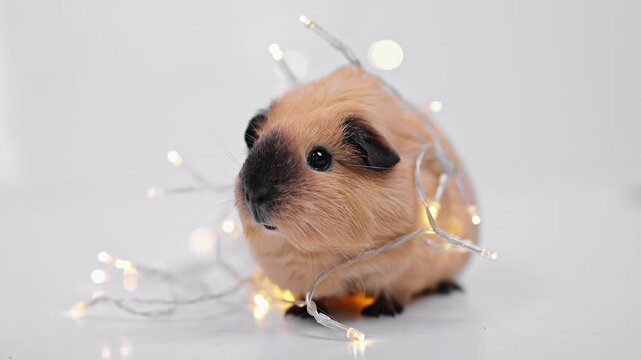 Guinea Pig Resting with Christmas Lights on a White Surface