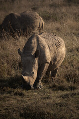 White rhinos grazing, Nairobi National Park, Kenya © Valentin