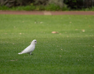 White corella walking on green grass in a park, Perth, Australia © Adrian