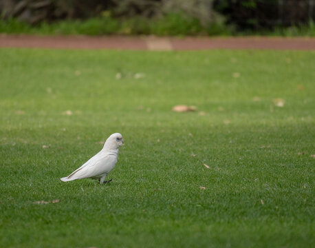 White corella walking on green grass in a park, Perth, Australia