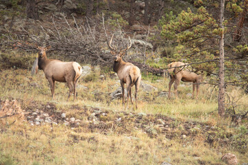 Elk herd standing in a rocky autumn woodland clearing © Tishkin_photo