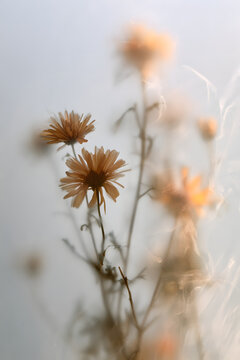 Smoke chose a soft-focus autumn beige, with orange chrysanthemum and aster flowers, filtered through translucent frosted glass. An abstract, natural, blurred grain with light fog and background.