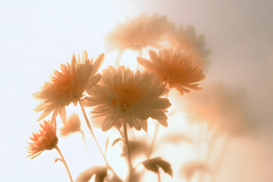 Smoke chose a soft-focus autumn beige, with orange chrysanthemum and aster flowers, filtered through translucent frosted glass. An abstract, natural, blurred grain with light fog and background.