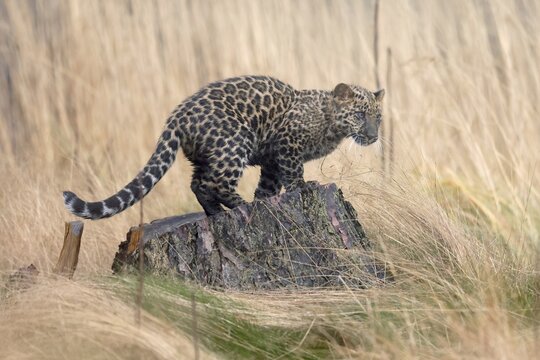 Indian indian leopard (Panthera pardus fusca) young in a forest, Czech Republic