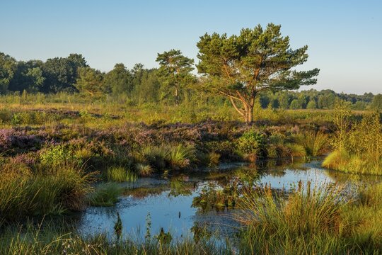 Venner Moor at heather blossom in late summer, Neuenkirchen-V&ouml;rden, Lower Saxony, Germany