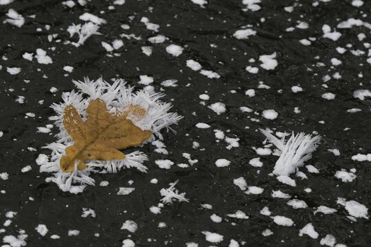 Oak leaf covered with ice crystals on frozen water surface, Hesse, Germany