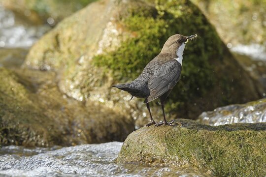 White breasted dipper (Cinclus cinclus) Old bird with stream fleas (Gammarus fossarum) in mountain stream, Allg&auml;u, Bavaria, Germany